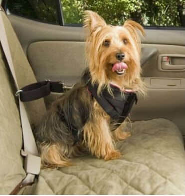 狗狗晕车怎么办? 狗狗晕车怎么办?