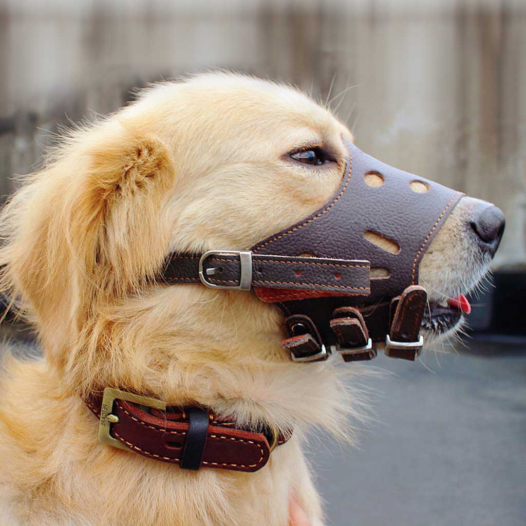 被狗咬伤之后应该如何处理 被狗咬伤之后应该如何处理