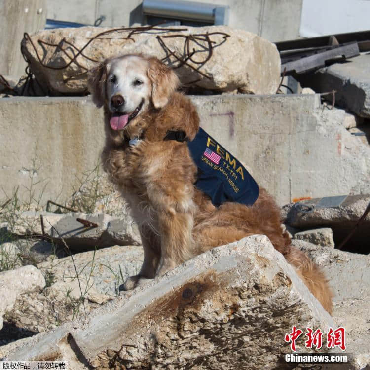 最后一只911搜救犬在德州兽医医院被安乐死