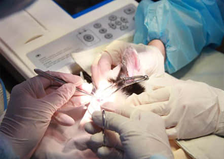 重庆艾美宠物诊所 医师彭医生 重庆艾美宠物诊所 医师彭医生