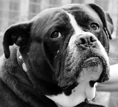 给狗做绝育手术注意事项 给狗做绝育手术注意事项