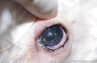 岁的比熊犬右眼白内障超声乳化手术 岁的比熊犬右眼白内障超声乳化手术