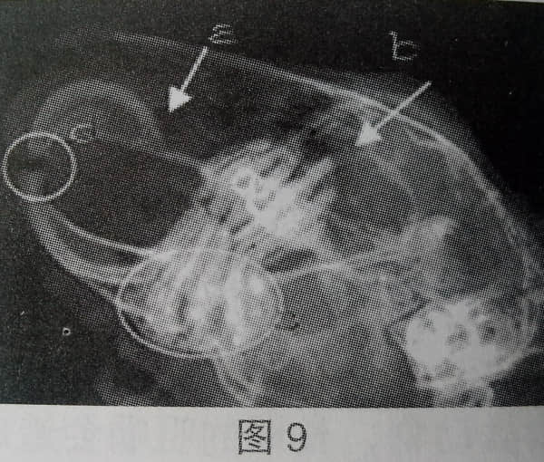 浅谈宠物兔的牙病 浅谈宠物兔的牙病