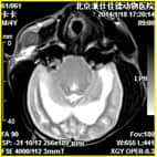 磁共振在小动物临床应用案例报道（一）