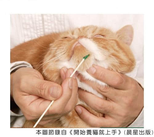 增进猫咪健康的穴位按摩术 增进猫咪健康的穴位按摩术