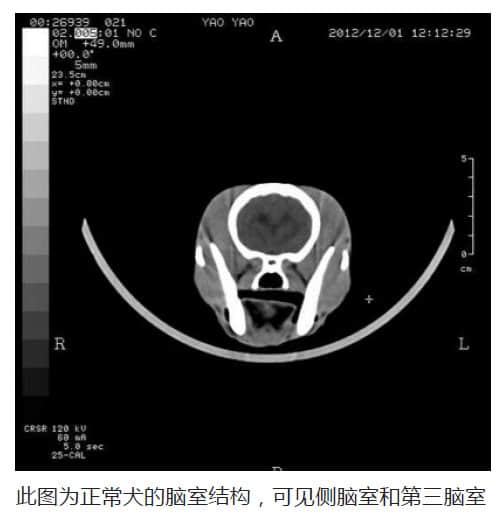 博美犬脑积水的CT诊断 博美犬脑积水的CT诊断