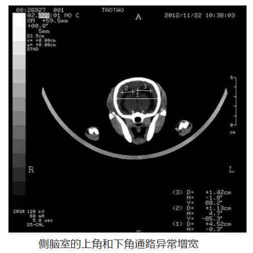 博美犬脑积水的CT诊断 博美犬脑积水的CT诊断