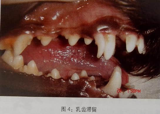 小动物拔牙术