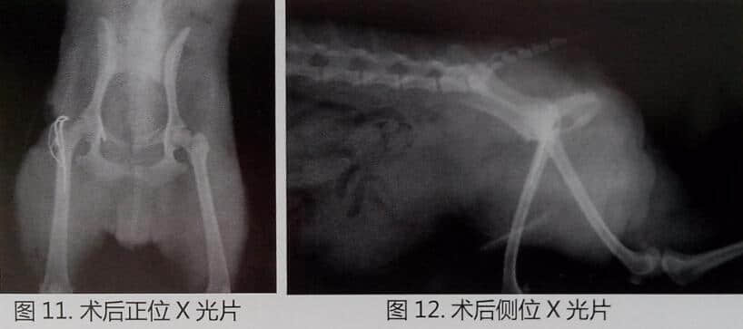 犬猫盆骨骨折手术操作及典型病例介绍 犬猫盆骨骨折手术操作及典型病例介绍