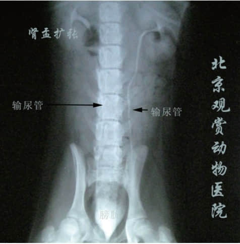 一例犬静脉尿路造影诊断输尿管异位 一例犬静脉尿路造影诊断输尿管异位