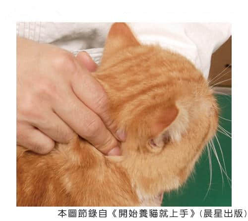 增进猫咪健康的穴位按摩术 增进猫咪健康的穴位按摩术