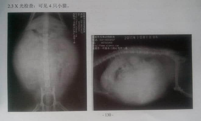 一例疑似内霉素中毒的猫病例分析 一例疑似内霉素中毒的猫病例分析