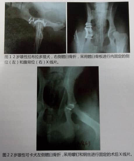 犬髋臼骨折内固定9例 犬髋臼骨折内固定9例