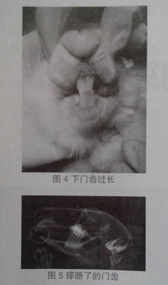 浅谈宠物兔的牙病 浅谈宠物兔的牙病