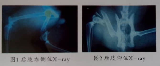 猫股骨远端粉碎性骨折 病例分析与治疗 猫股骨远端粉碎性骨折 病例分析与治疗