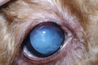 2岁泰迪犬双眼白内障超声乳化手术 2岁泰迪犬双眼白内障超声乳化手术