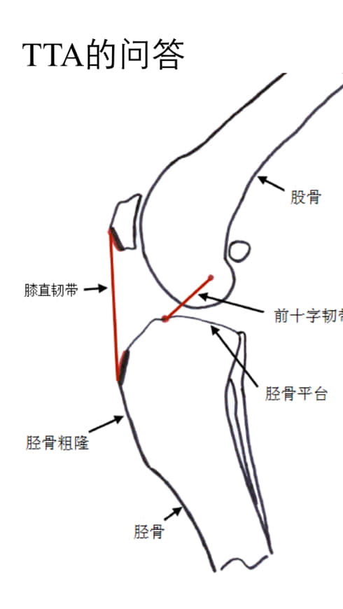 犬后脚跛行，前十字韧带断裂的治疗FAQ