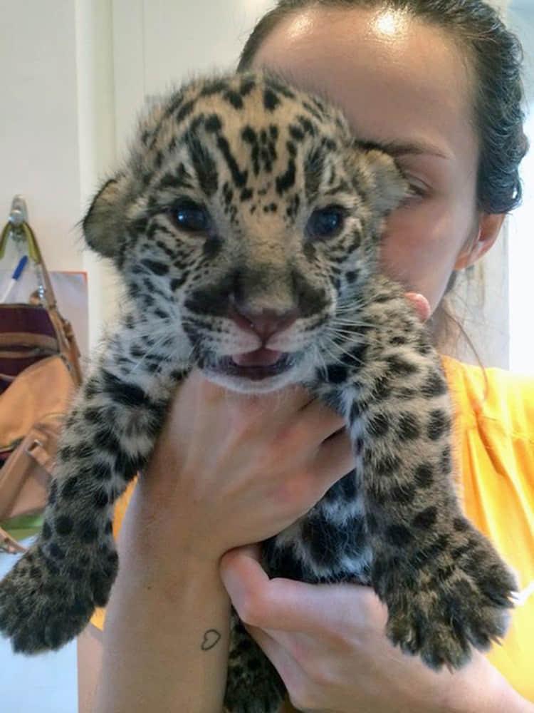 西班牙兽医给美洲豹做剖腹产手术救出幼崽