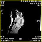 磁共振在小动物临床应用案例报道（一）