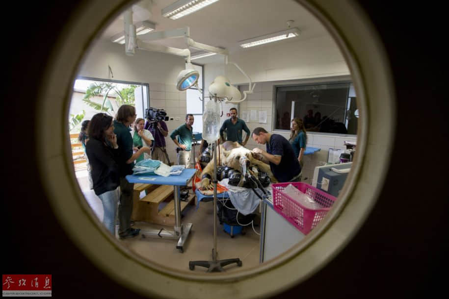 以色列动物园为棕熊做脊椎手术