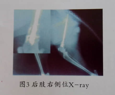 猫股骨远端粉碎性骨折 病例分析与治疗 猫股骨远端粉碎性骨折 病例分析与治疗