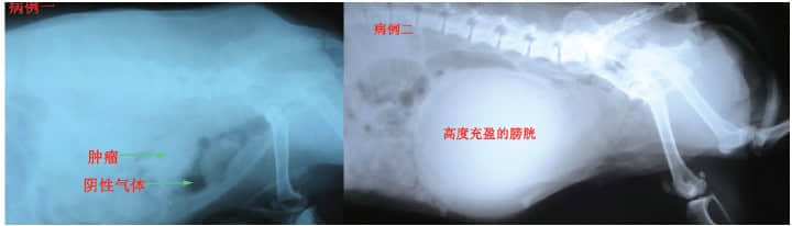 二例犬膀胱全切输尿管-直肠吻合术 二例犬膀胱全切输尿管-直肠吻合术