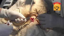 一例犬食道异物的病例报告 一例犬食道异物的病例报告