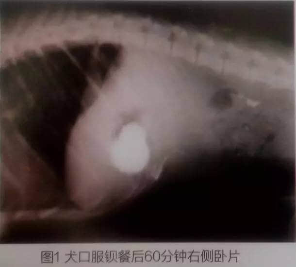 一例犬胃溃疡的内窥镜与组织病理学检查 一例犬胃溃疡的内窥镜与组织病理学检查