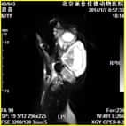 磁共振在小动物临床应用案例报道（一）