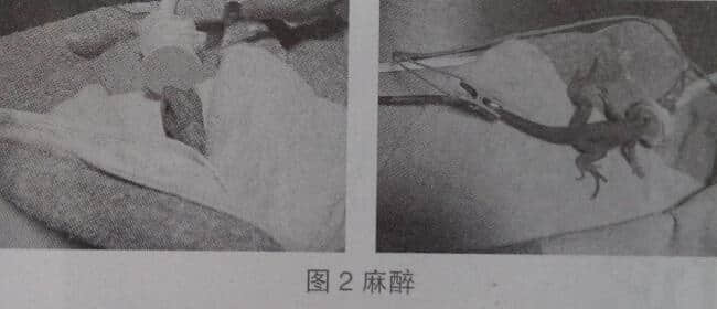 一例鬣蜥胃内异物取出术的报告 一例鬣蜥胃内异物取出术的报告