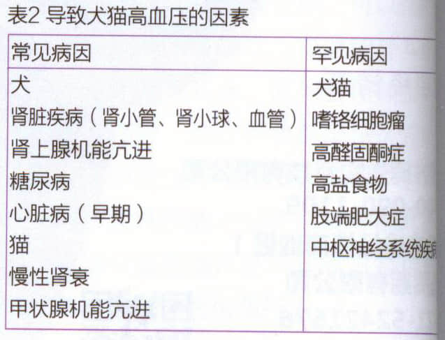 犬猫的高血压