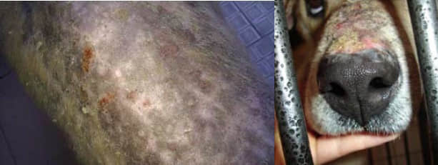 一例犬落叶天疱疮的诊治 一例犬落叶天疱疮的诊治