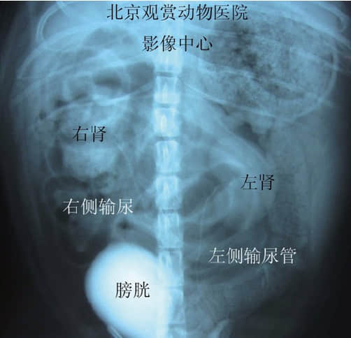 一例犬静脉尿路造影诊断输尿管异位 一例犬静脉尿路造影诊断输尿管异位