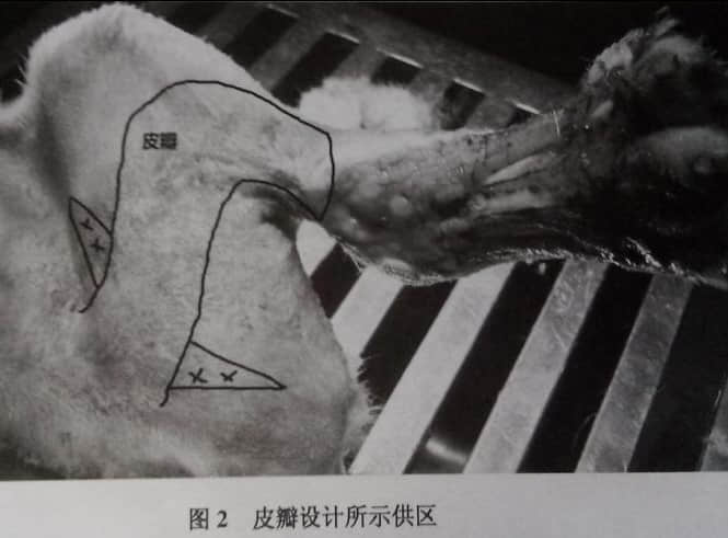 一例皮瓣移植术治疗：犬肢端皮肤缺损