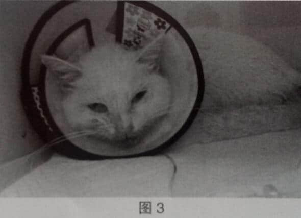 3例霍纳氏综合征(Hnorner's syndrome) 病例讨论