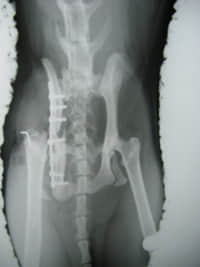 猫咪跳楼--盆骨碎裂 猫咪跳楼--盆骨碎裂