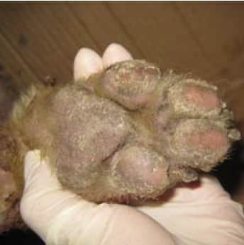 一例犬落叶天疱疮的诊治 一例犬落叶天疱疮的诊治