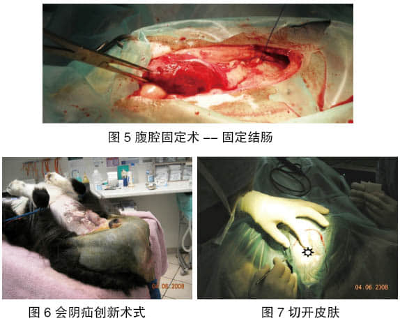 一次性修复犬双侧复杂会阴疝
