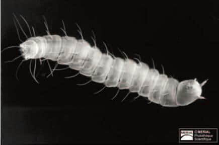 跳蚤生物学----生态学及媒介病传播 跳蚤生物学----生态学及媒介病传播