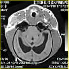 磁共振在小动物临床应用案例报道（一）