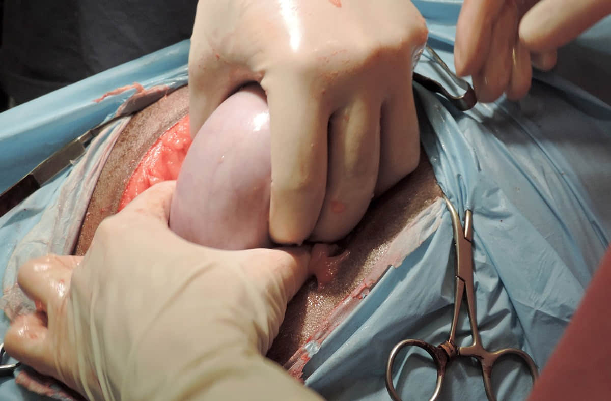 西班牙兽医给美洲豹做剖腹产手术救出幼崽