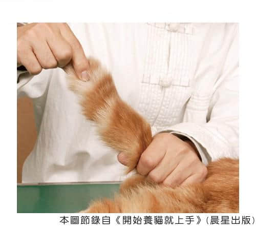 增进猫咪健康的穴位按摩术 增进猫咪健康的穴位按摩术