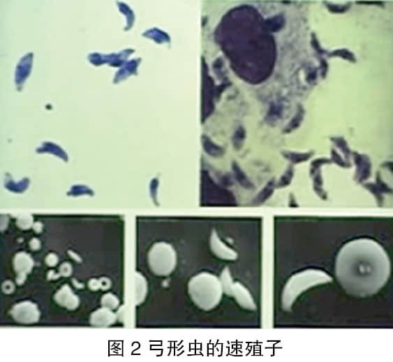 北京地区猫弓形体感染情况调查