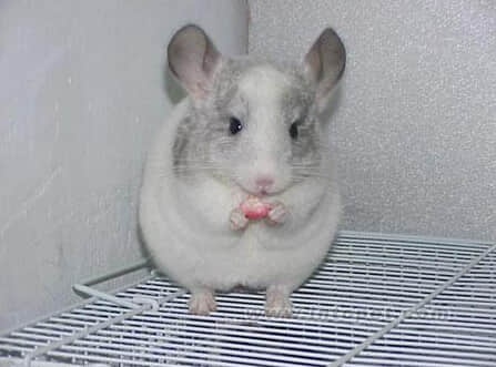 一例栗鼠剖腹产的体会 一例栗鼠剖腹产的体会