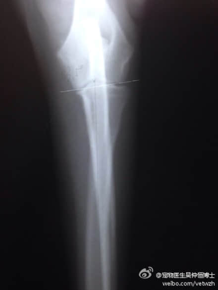 那个狗的肘关节更好?--犬肘关节发育不良 那个狗的肘关节更好?--犬肘关节发育不良