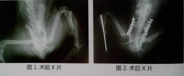 犬猫盆骨骨折手术操作及典型病例介绍 犬猫盆骨骨折手术操作及典型病例介绍