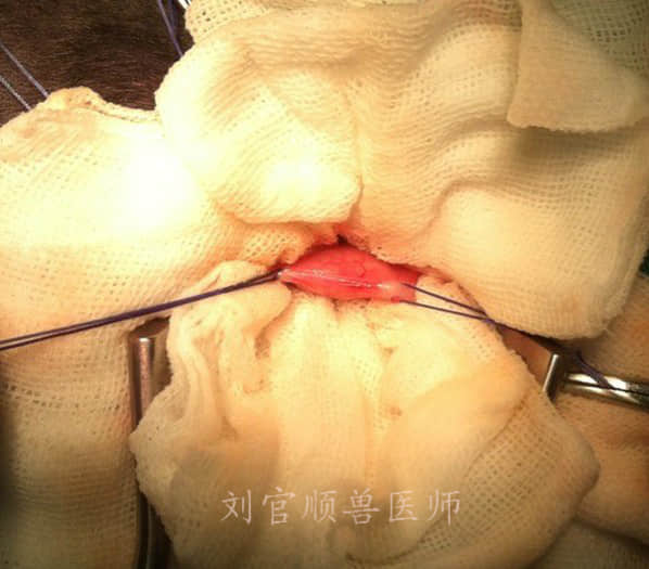 3个月贵宾犬胸腔段食道异物的手术治疗 3个月贵宾犬胸腔段食道异物的手术治疗