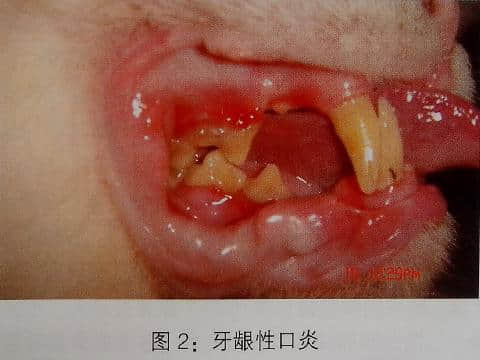 小动物拔牙术