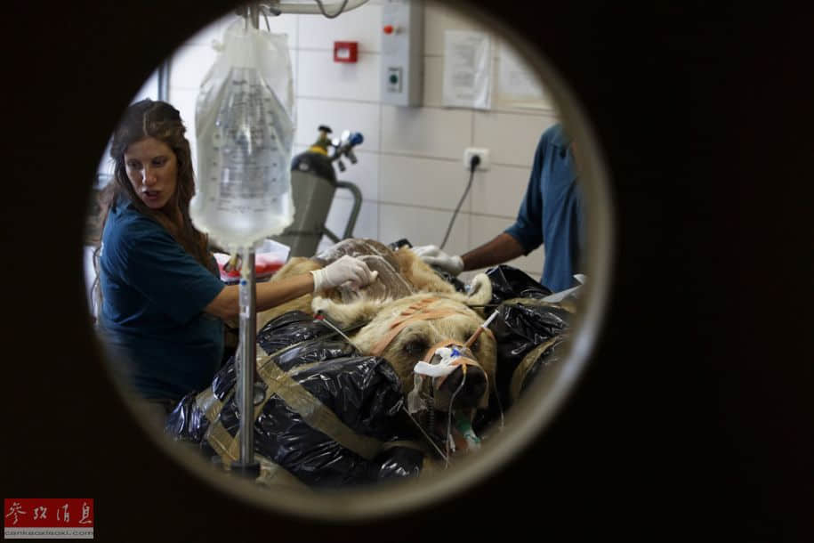 以色列动物园为棕熊做脊椎手术