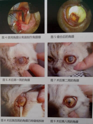 猫角膜坏死病例报告 猫角膜坏死病例报告